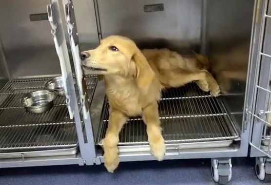 车祸后惨遭遗弃的金毛犬,身体无法动弹