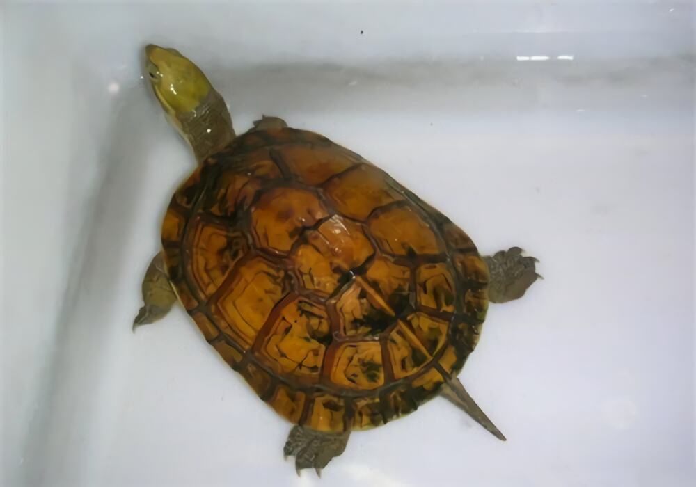 黄喉拟水龟身份信息