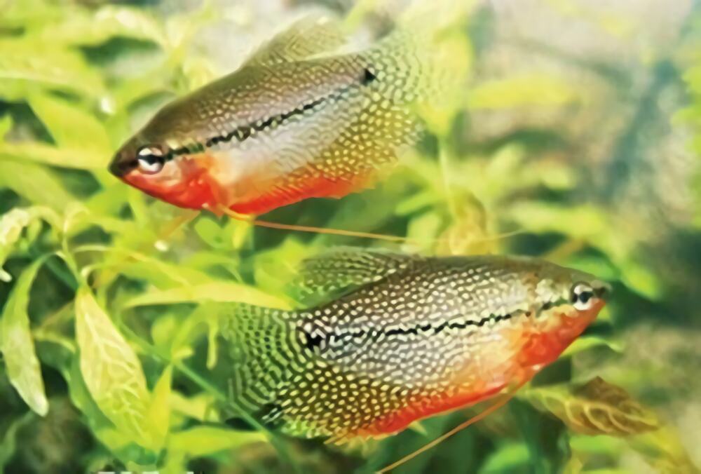 珍珠马甲身份信息