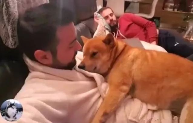 主人刚下班回家,柴犬就变成了“药膏”,狗:一天没抱我了