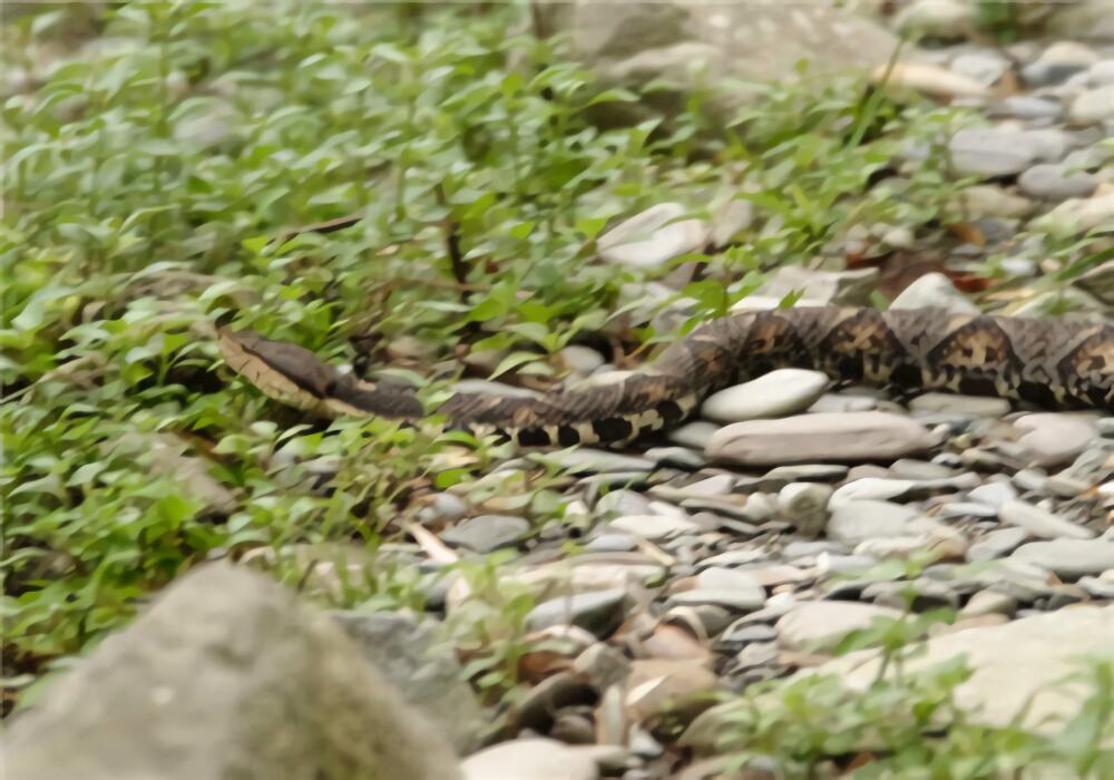 尖吻蝮身份信息