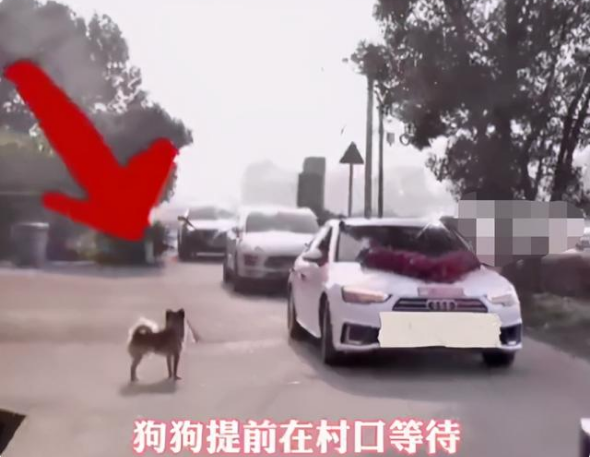 狗狗追着新娘的车跑十几公里,新郎估计都没有这样的毅力!