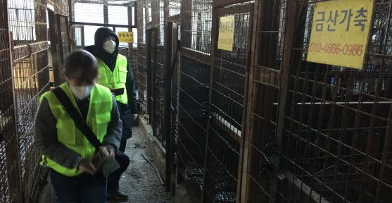 南韩政府宣布关闭狗肉屠宰场!具有历史意义时刻