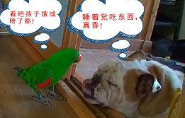 狗子食量非常少,一个月却长胖了十几斤,主人家了解缘故后啼笑皆非