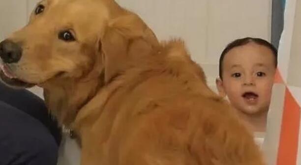 孩子与狗狗真的不能共存吗?看看国内外专家是怎么说的!
