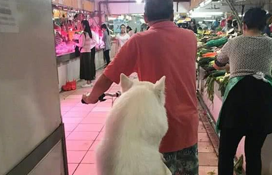 爷爷养大的肥狗!萨摩耶犬坐在自行车后座逛菜场,胖到屁股塞不下