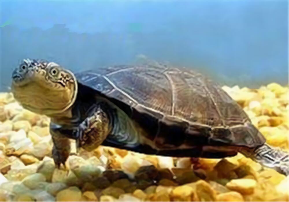 东非侧颈龟身份信息