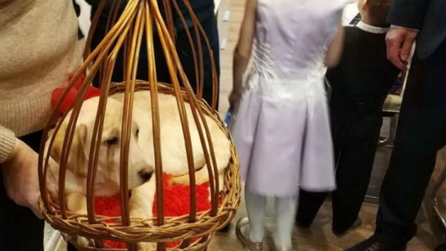 又送狗了!普京给一名12岁乌克兰残废女孩赠予金毛犬，以协助其独特医治