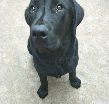 狗狗被主人丢门口,任由主人辱骂也没动,仰头的一瞬间令人心死了