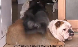狗子食量非常少,一个月却长胖了十几斤,主人家了解缘故后啼笑皆非