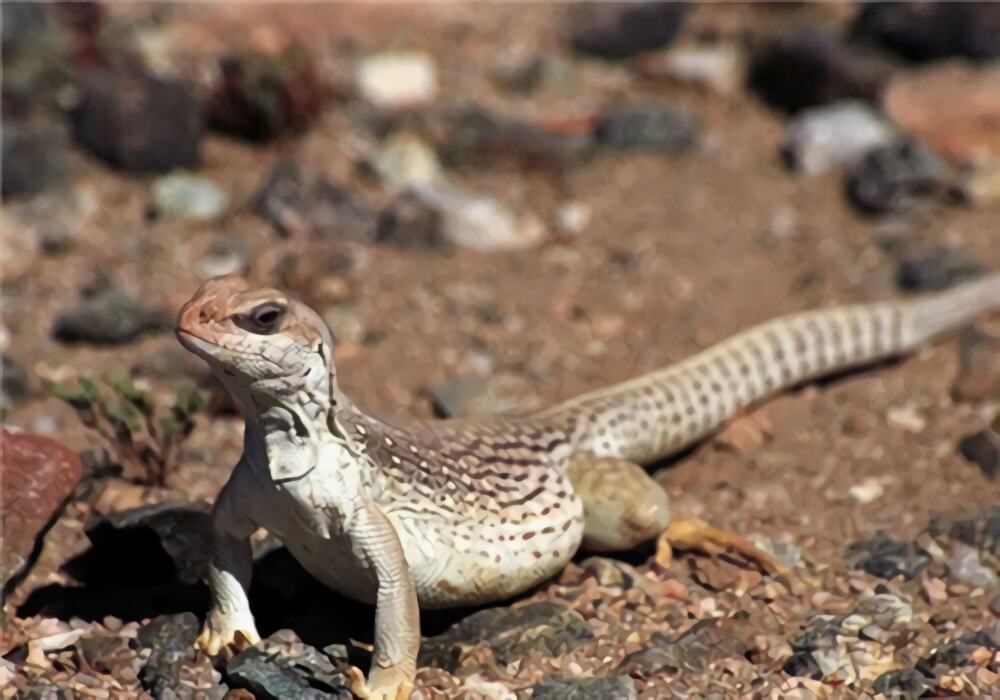 沙漠鬣蜥身份信息