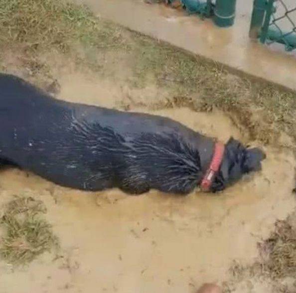男子发觉院子一条受困黑狗,结论看到狗狗的双眼后赶快援救