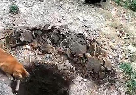 橘猫引诱小奶狗往坑里跳,猫:快来,跳下去就有肉吃