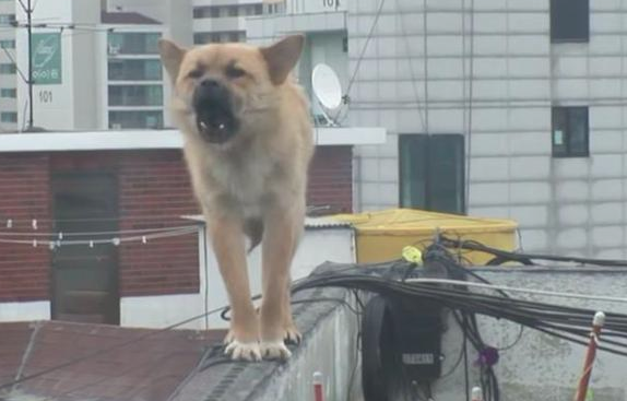 流浪犬立在楼顶围墙旁边,不许所有人挨近,掉下去时大家心都碎了