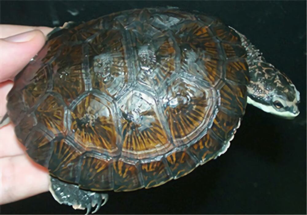 面具侧颈龟身份信息