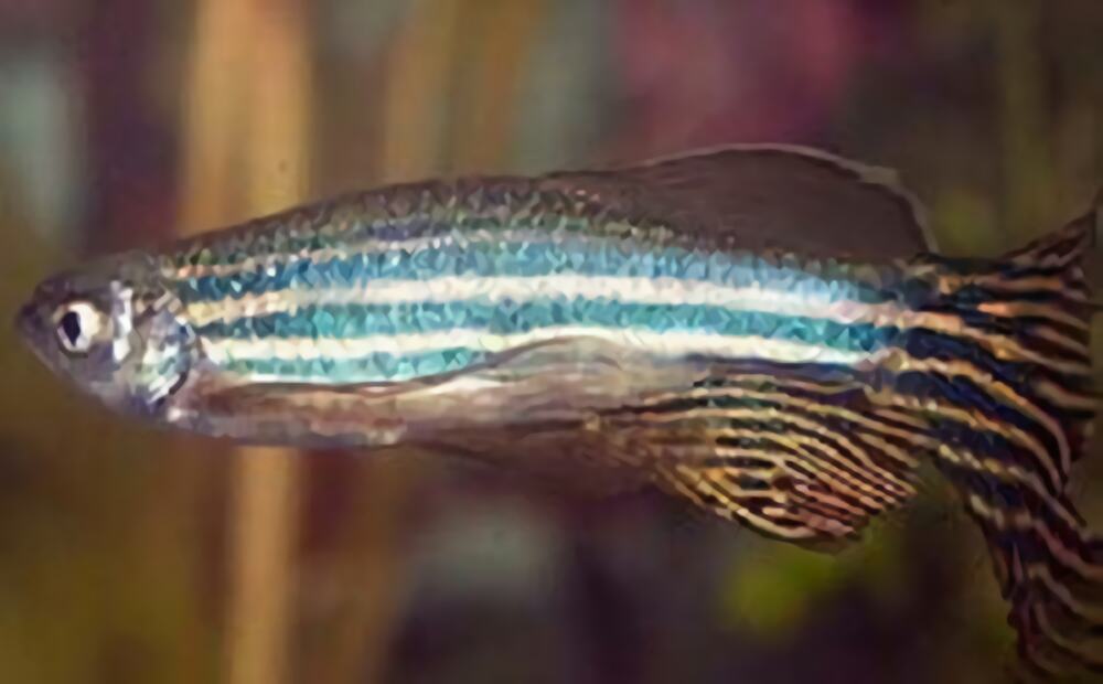 大斑马鱼身份信息