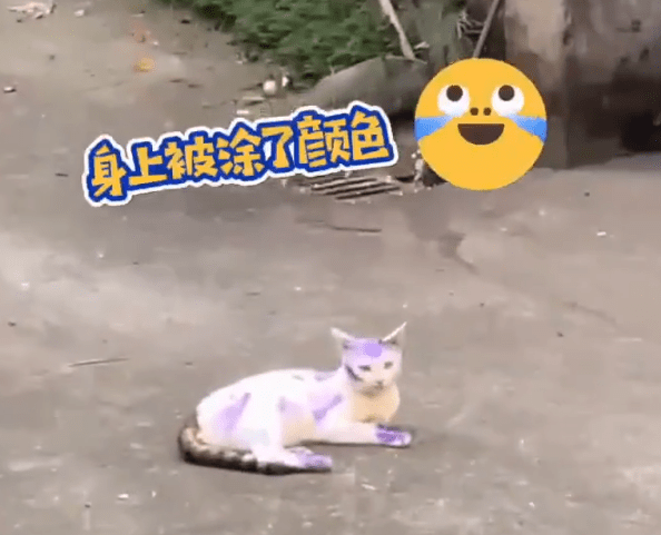 狗狗全身被涂满颜色,路人笑道:我们小时候也如此,它们早就习惯了
