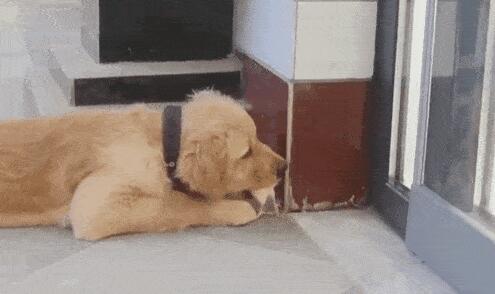 深夜被恶犬追赶,吓得我一路狂奔