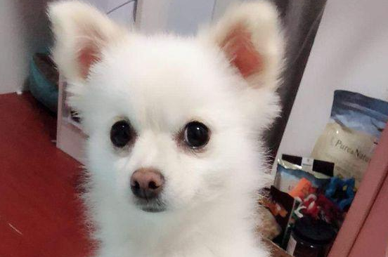 女生带著捡到的流浪犬上街,没想到风流倜傥,这下抱都抱不回家