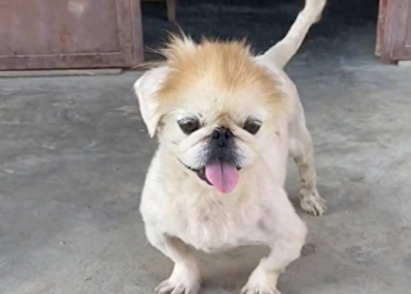 京巴犬的求生之路,用两条腿爬行啃食路边草,遇上好心人终被救!