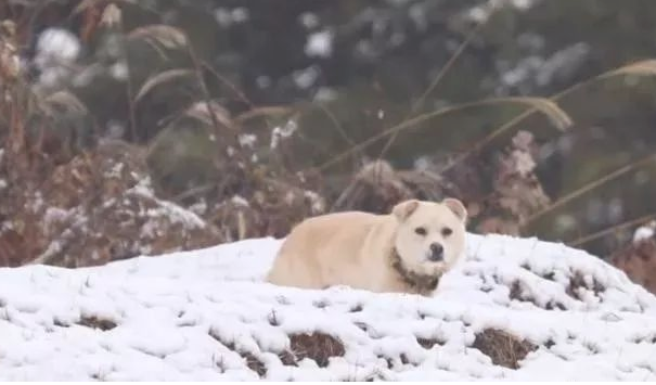 小狗将食材分到流浪犬,还让流浪犬睡在狗狗的窝里,它却躺在外边留宿