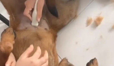哈士奇婚娶马犬竟遭网友催更:快使我们看一下它俩子孙后代长啥样