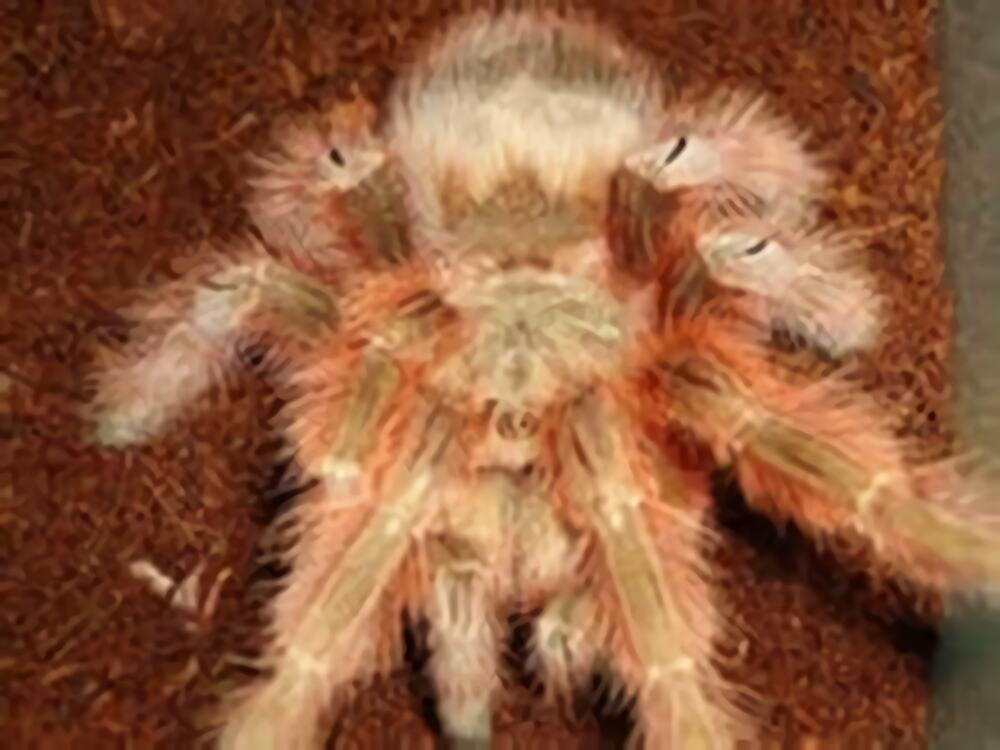 巴西巨人金毛身份信息