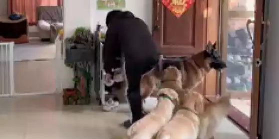 狗狗们迫不及待要出门,直接把主人的裤子给拽掉了,强行裸奔遛狗好尴尬!