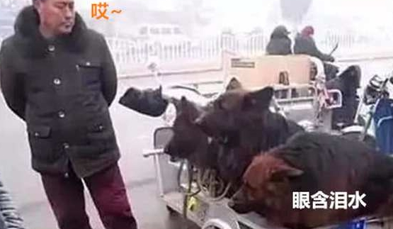 男子拉三只狼狗在集市出售,刚想上前大骂,男子:其实我也不舍