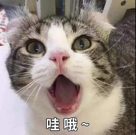 比仪器还灵敏的雪崩搜救犬&猫:两脚兽,我来救你啦!