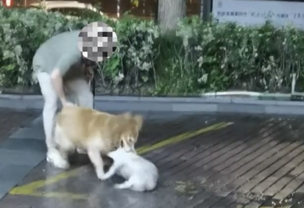 男子遛狗不拴绳,不料爱宠失控当街咬死流浪狗,狗主人:无能为力