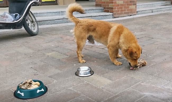 疾病缠身的狗妈坚持喂奶，当看到救援人员后，它哀嚎嘱咐人类帮忙