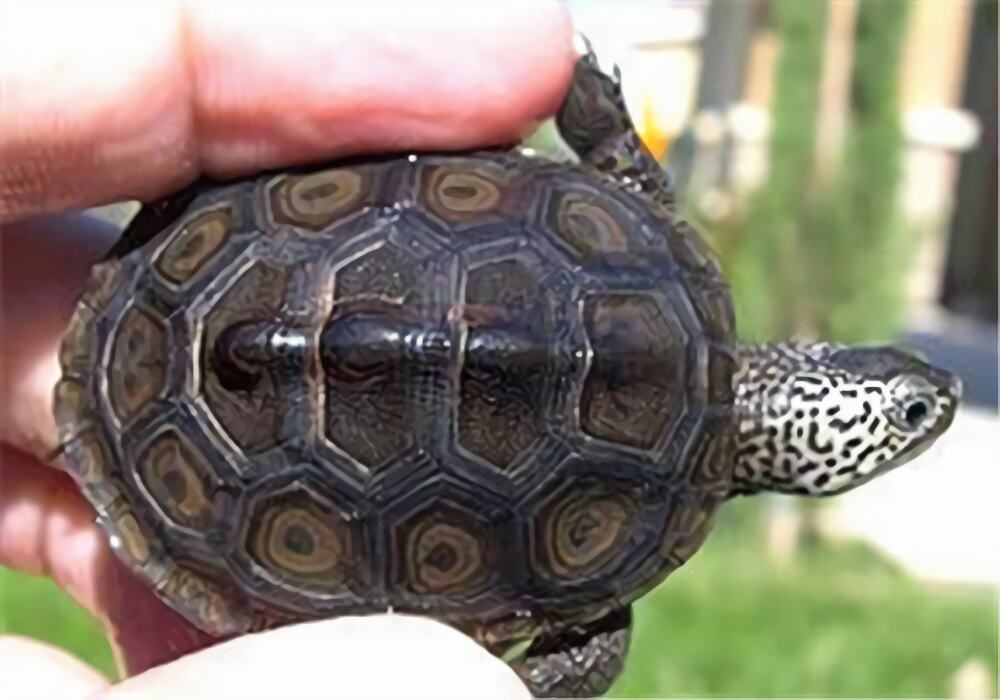 北部钻纹龟身份信息