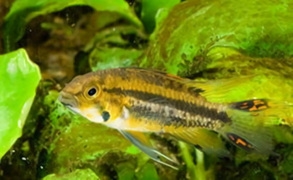 凤尾短鲷身份信息