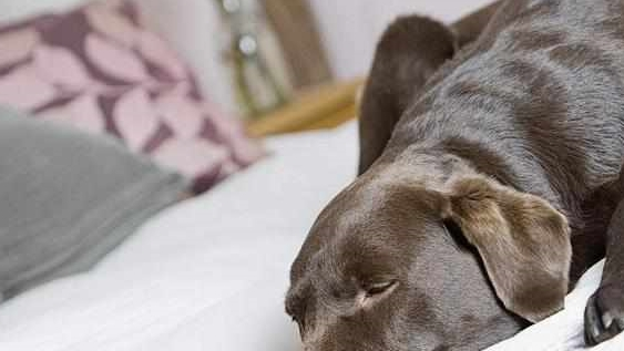 养了拉布拉多犬之后,生活开始发生巨变,再也不敢养了!