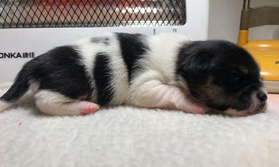 流浪小奶狗差点儿被当做垃圾丢掉,女生抱住后,路人:小家伙享福了