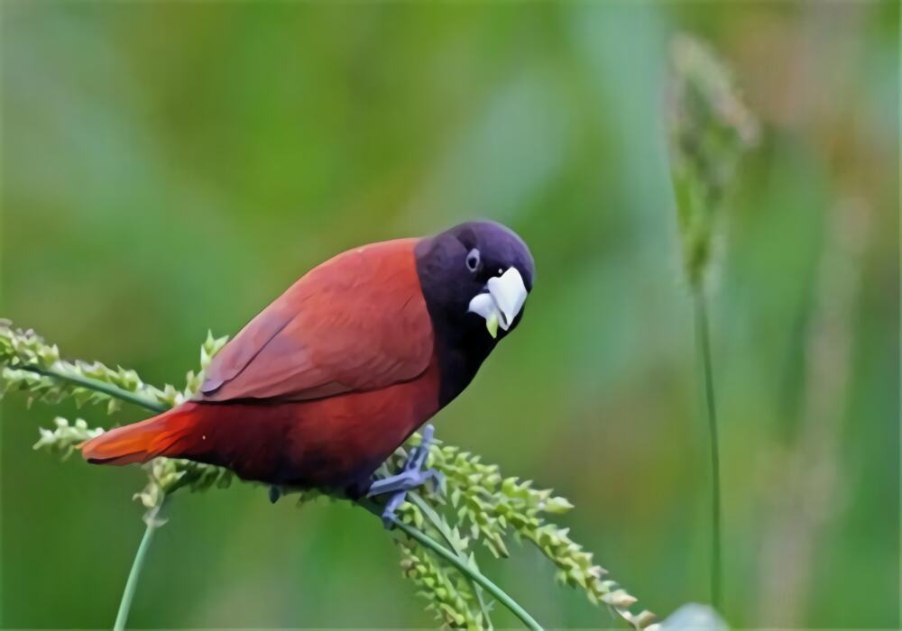 栗腹文鸟身份信息