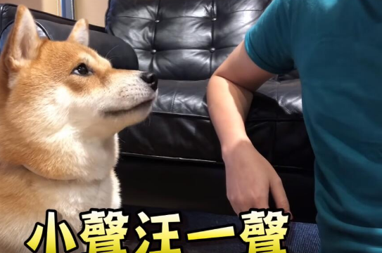 超自恋的柴犬 说不可爱就肉拳攻击