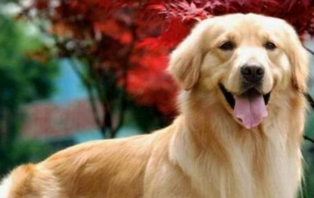女子遭遇宠物运输事故 本应“乘飞机”的金毛犬被热死