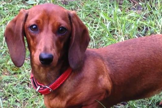 宠物狗拯救了新生儿的生命,之后奇迹接连不断的发生