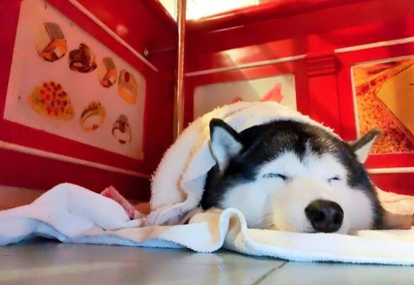 主人金铺遭“打劫”,狗狗却睡得跟猪一样!真不愧是雪橇三傻