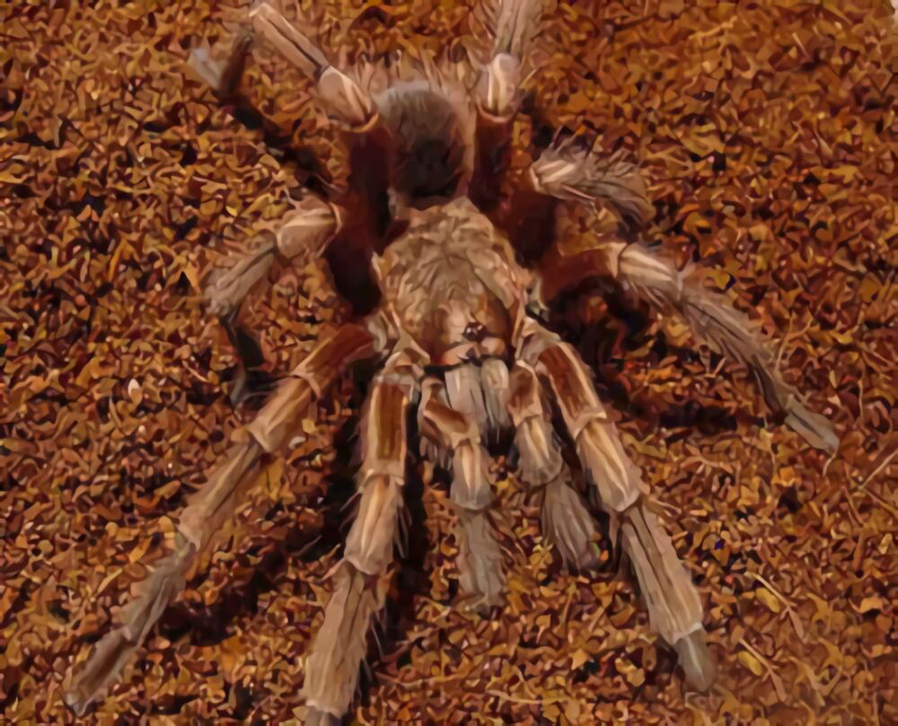 秘鲁金铜身份信息