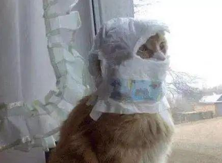 时代变了,现在猫咪的天敌不是狗,而是…