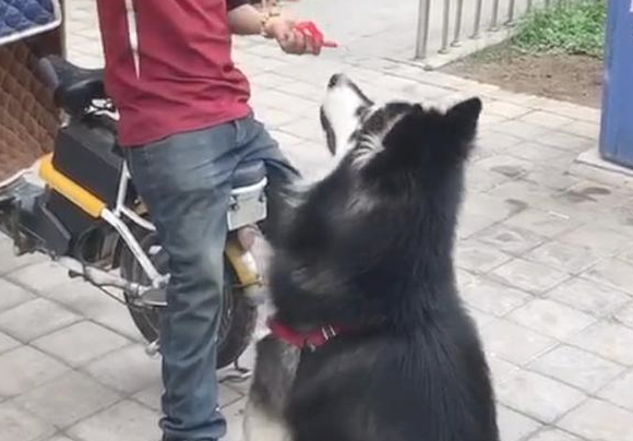 阿拉斯加犬赖上快递小哥，日夜兼程等投喂，铲屎官：究竟到底是谁主人家？