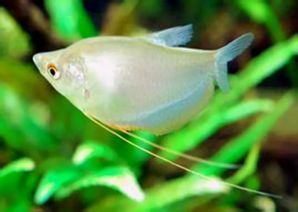 银曼龙身份信息