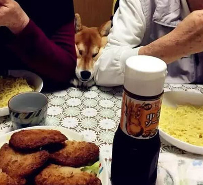 主人带狗狗出门聚会,以便桌子的饭食,即使脸形变了狗狗也罢拼