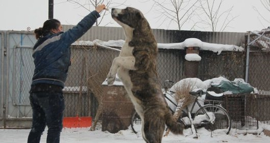 它是被称为野兽的猛犬,可与比特犬一战,胆小的人养不好这种犬