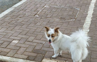 流浪犬一路痴痴地跟随女生,去哪里都跟随,分外珍惜眼前此次机会