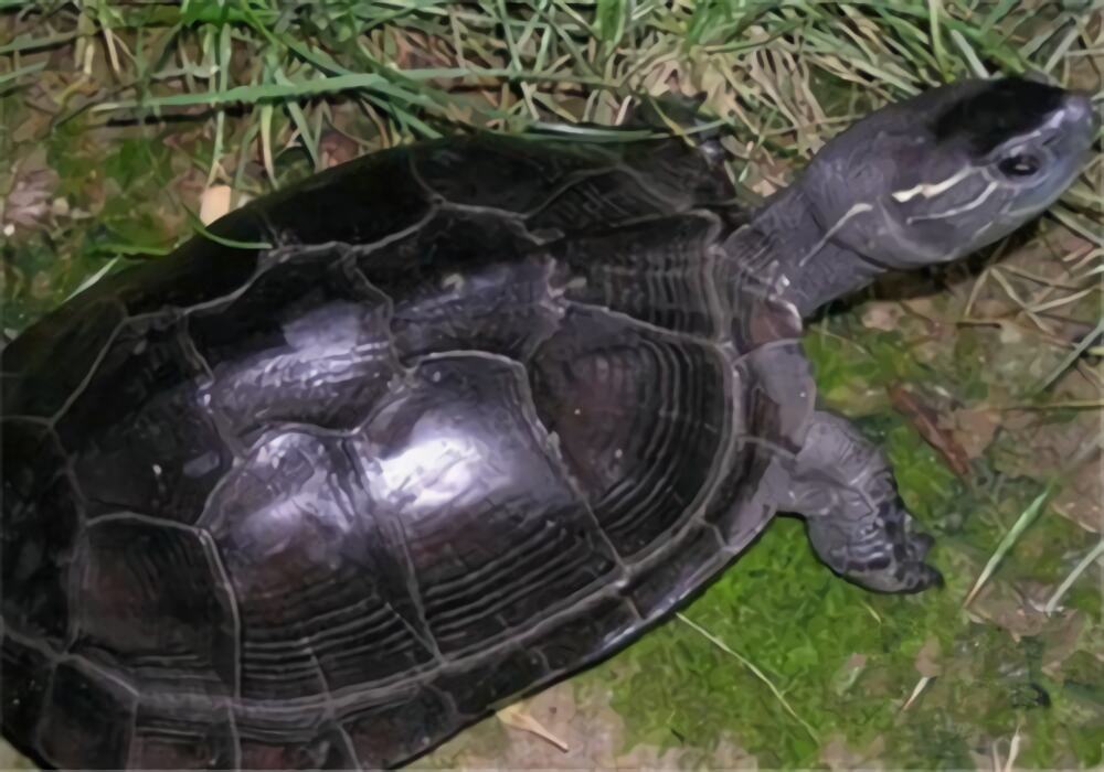 黑颈乌龟身份信息