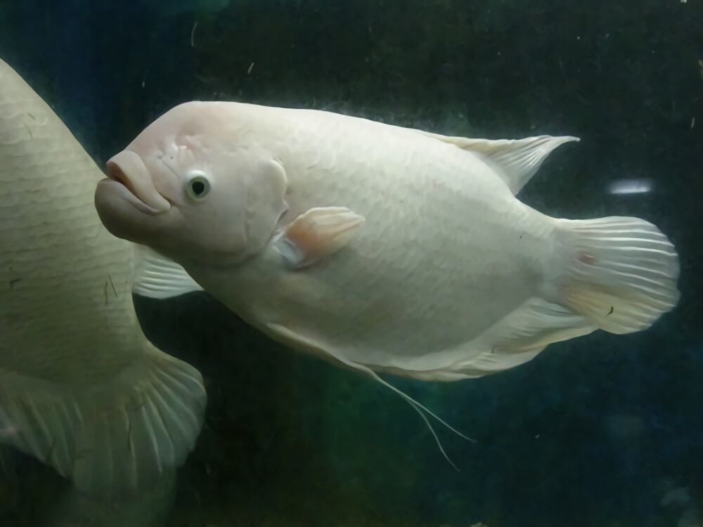 古战舰身份信息